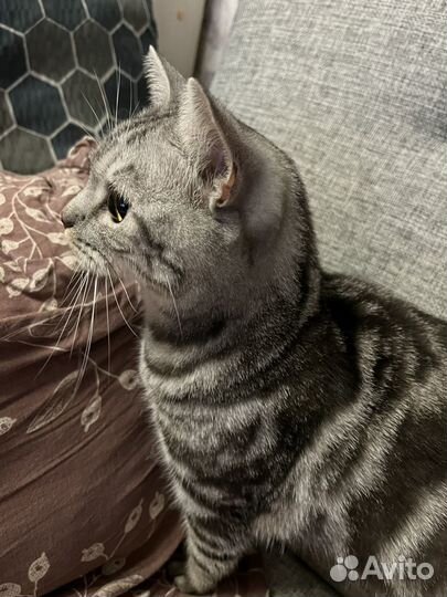 Кот в добрые руки