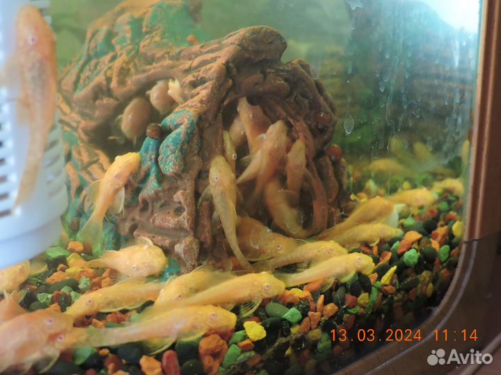 Рыбки сомы анцитрусы