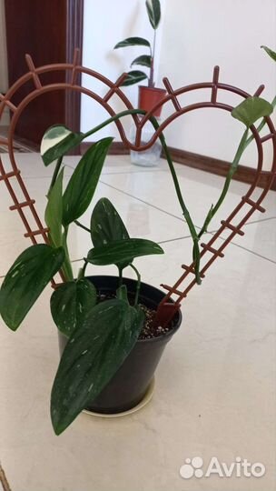 Филодендрон Кобра белая