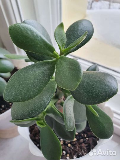 Толстянка - денежное дерево