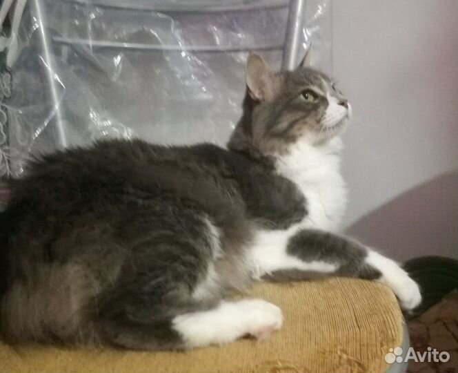 Кот в добрые руки, кастрированный