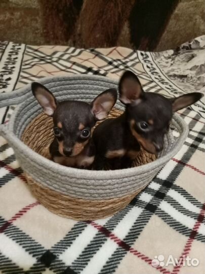 Мини той-терьер