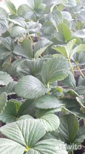 Рассада саженцы усы Белой Клубники Анабланка