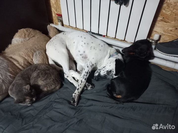 Собака в добрые руки