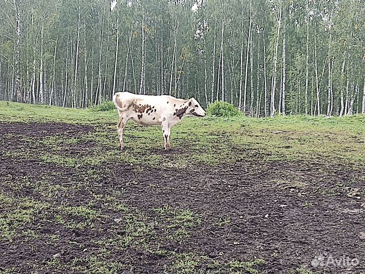 Телка 1.5 года