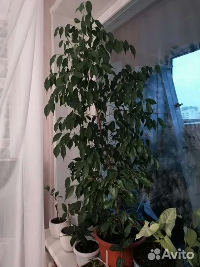 Комнатные растения