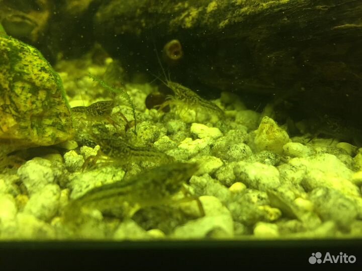 Рак аквариумный мраморный