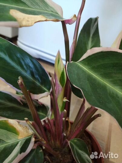 Строманта триколор