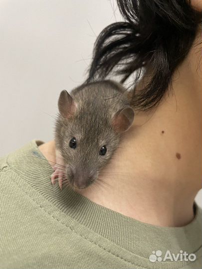 Передержка грызунов