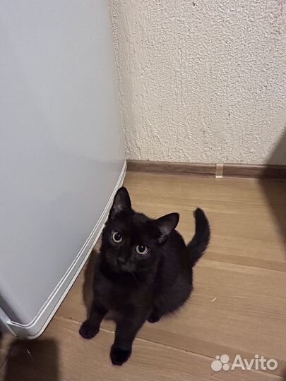 Отдаем котят в добрые руки