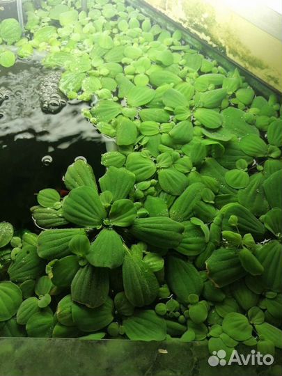 Пистия (аквариумное растение)