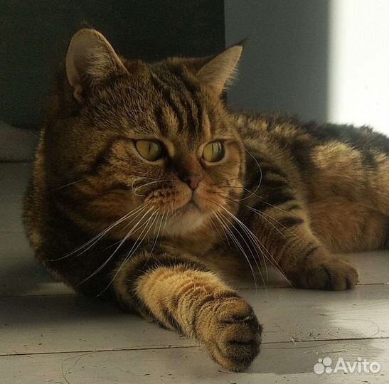 Кошки