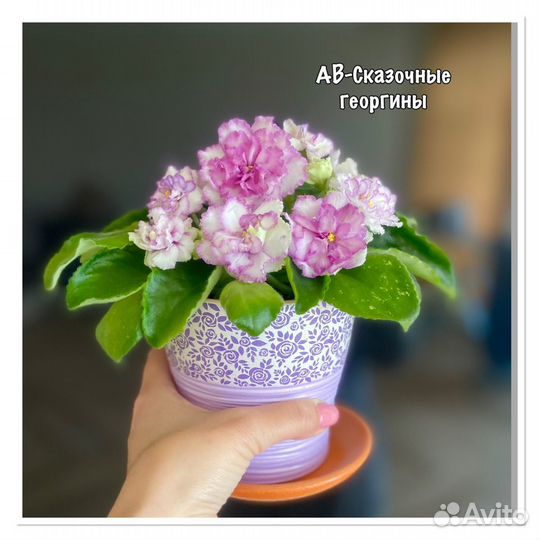 Узамбарские фиалки