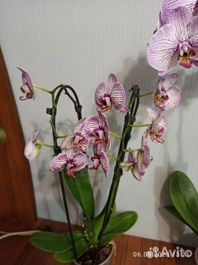 Орхидея фаленопсис Биг