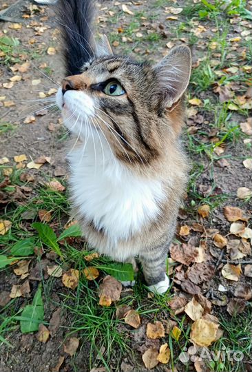 Котик бесплатно