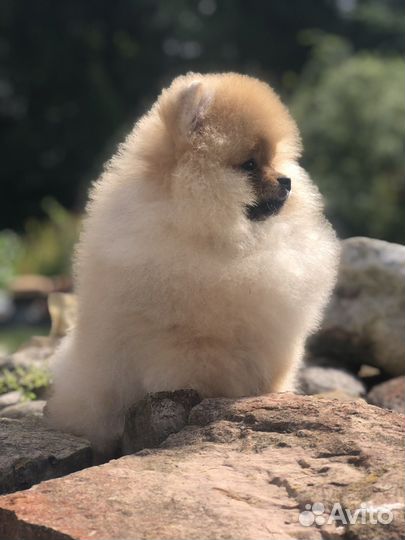 Померанский шпиц тип мишка мини