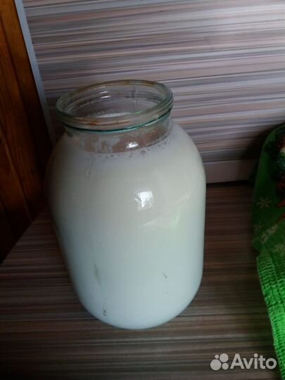 Коза дойная молочная