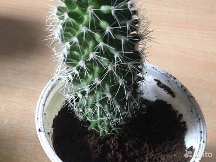 Кактус маммилярия