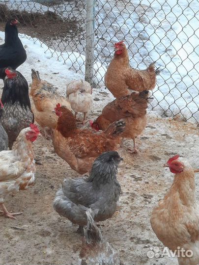 Инкубационное яйцо куриное