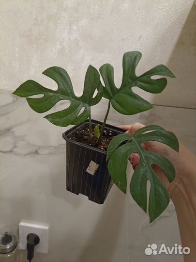 Монстера рафидофора