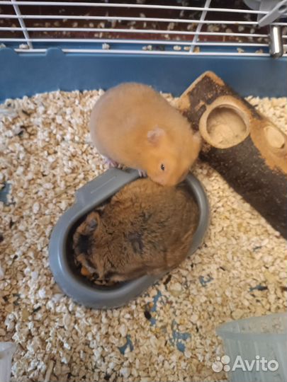 Сирийский хомяки мальчишки