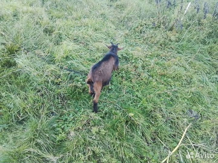 Вьетнамские поросята