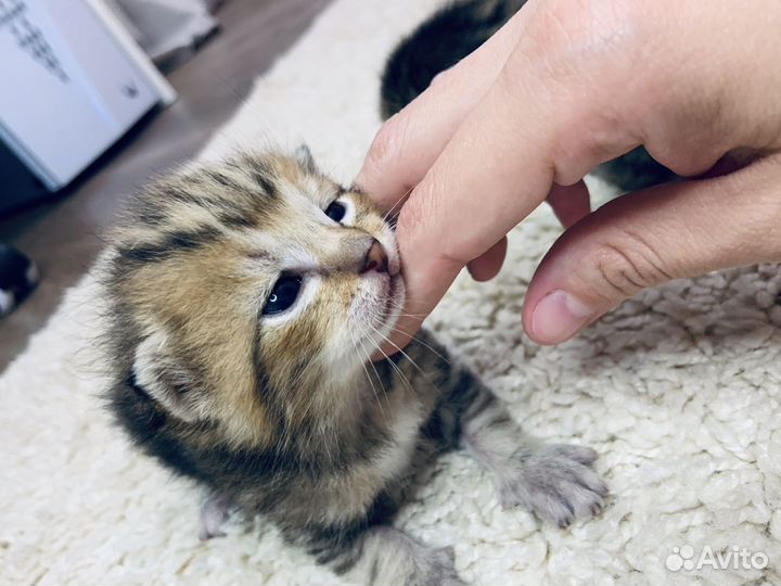 Котятки в добрые руки