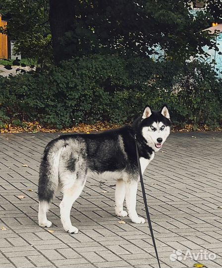 Передержка собак/животных. Выгул собак. Зоотакси