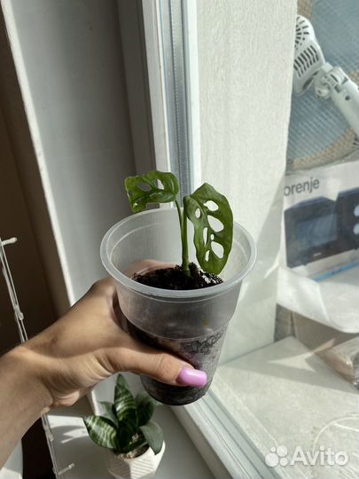 Монстера манки маск