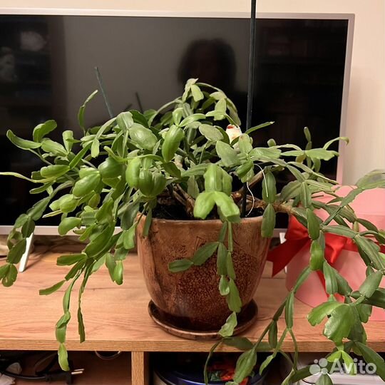 Отдаю комнатные цветы