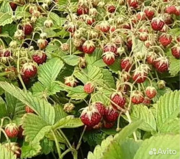 Земклуника Пенелопа