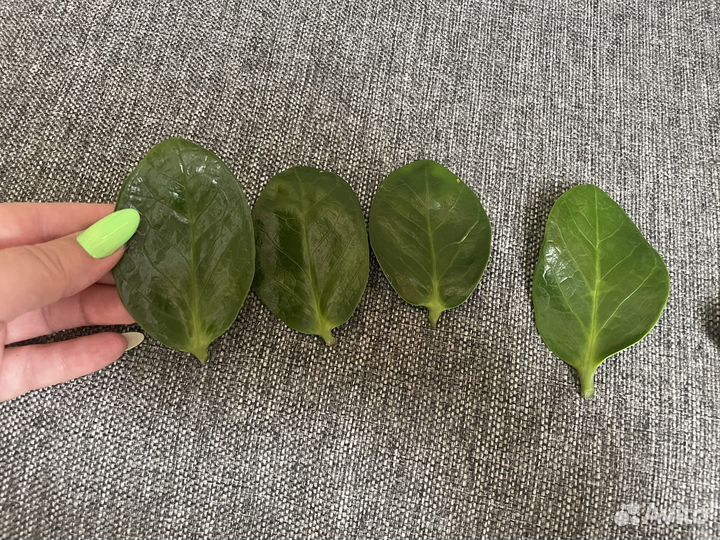 Замиокулькас мидори