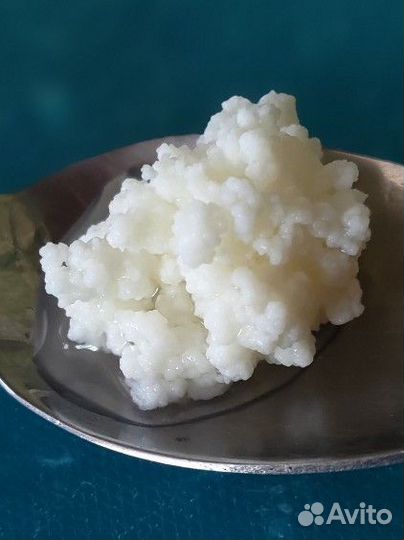 Тибетский молочный гриб