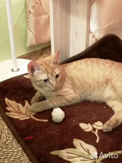 Котик рыжик