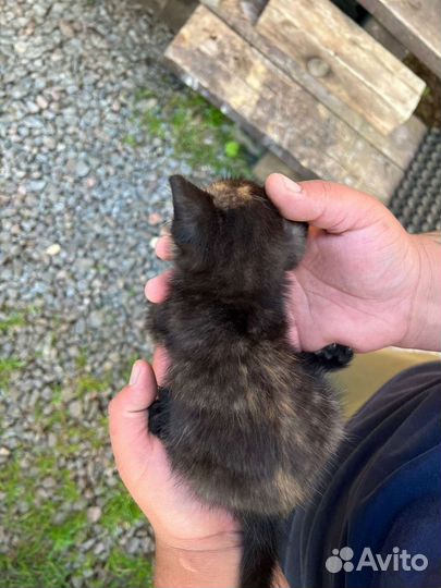 Отдам котенка девочку в добрые руки