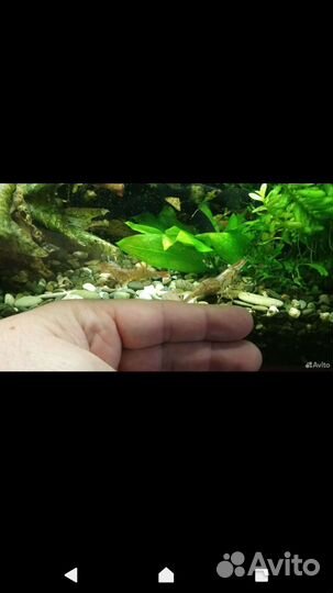 Меченосцы красные и берлинские, макробрахиумы