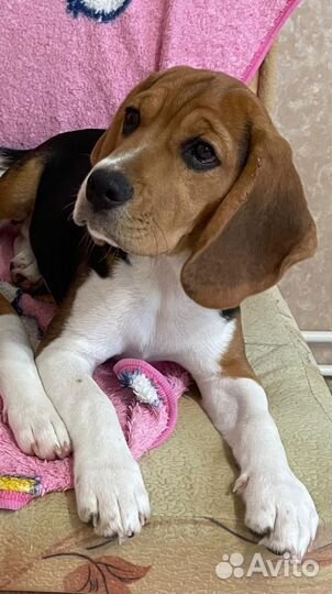 Щенки бигль РКФ