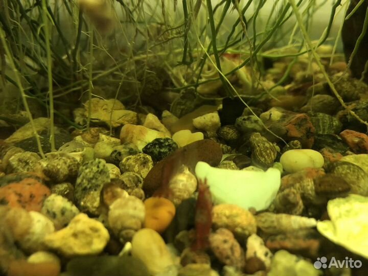 Аквариумные рыбки гуппи и креветки