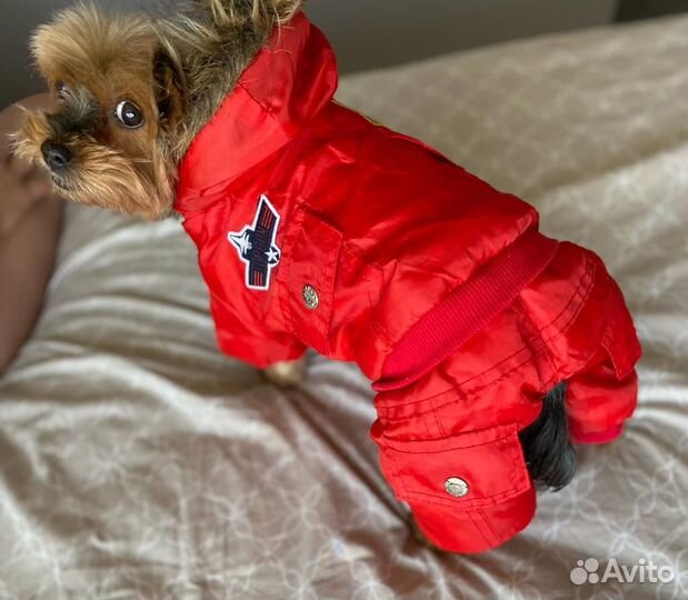 Комбинезон для маленькой собаки