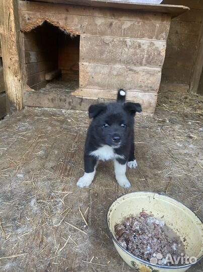 Русско европейская лайка