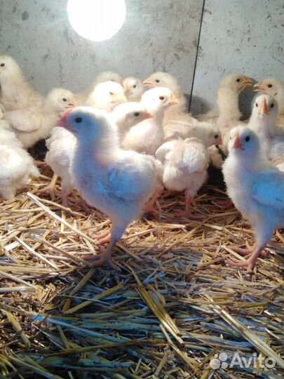 Цыплята мини мясные