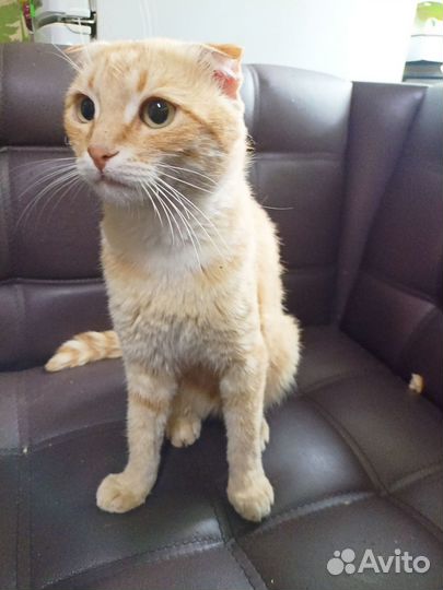 Кот вислоухий