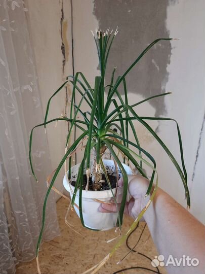 Нолина бесплатно