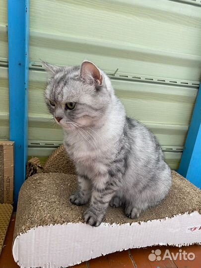 Британская кошка