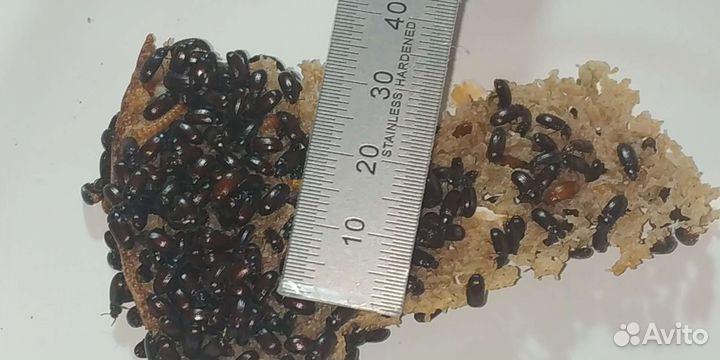 Жук знахарь