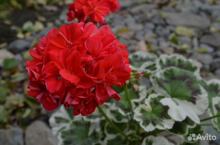 Продам пеларгонии
