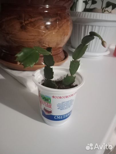 Комнатные растения Декабрист