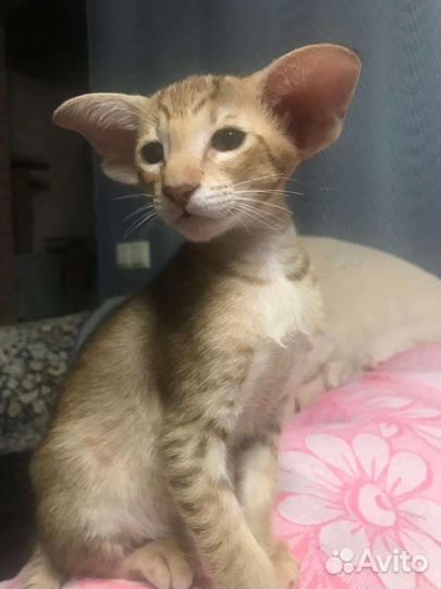 Ориентальные котята