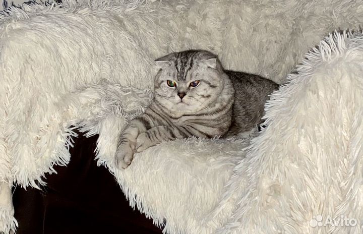 Кот шотландец вязка