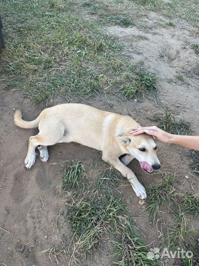 Дворянская